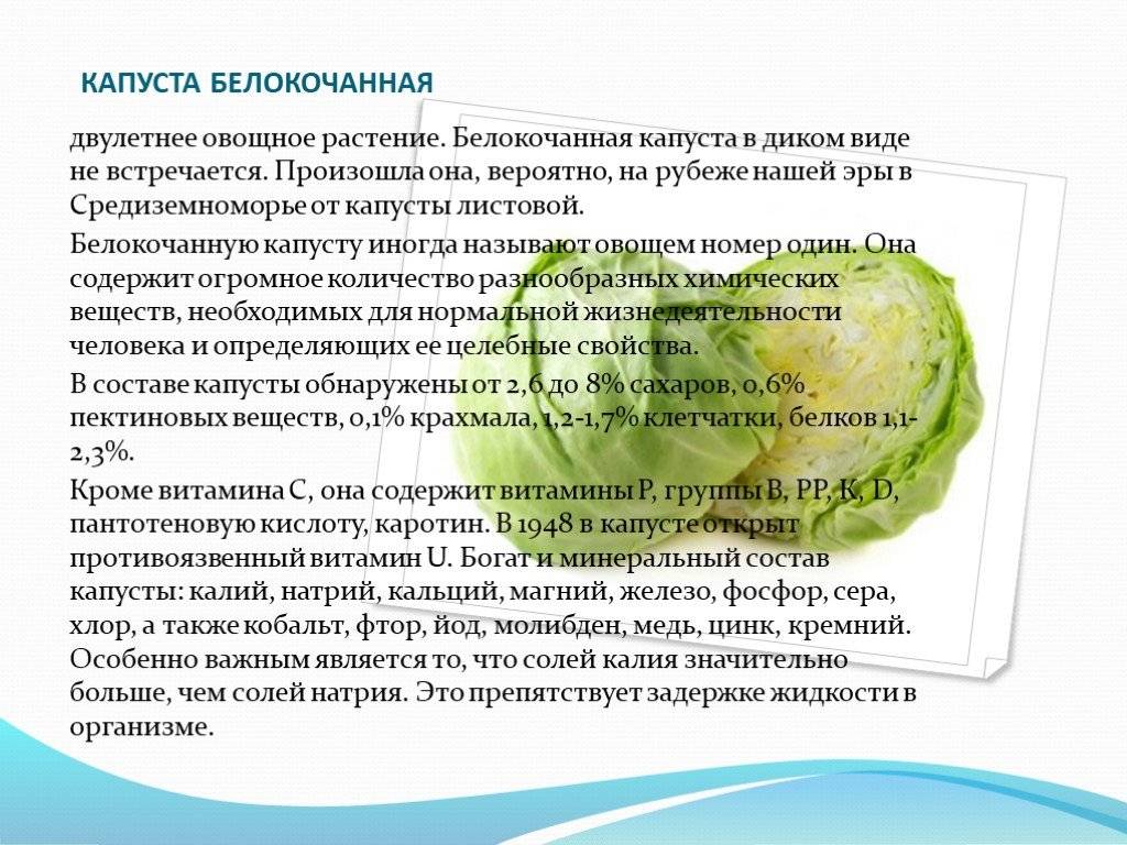 Минеральный и витаминный состав белокочанной капусты