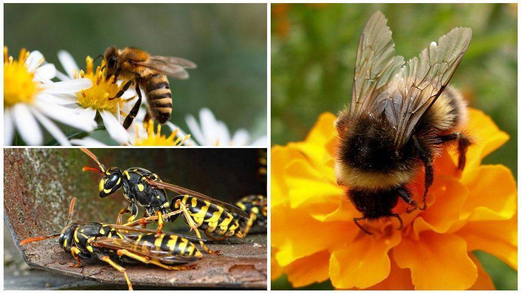 Пчела и оса разница фото