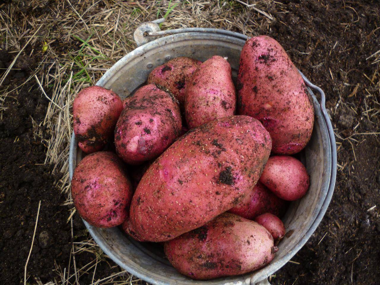 Сорт картофеля родриго: общая характеристика, описание данной разновидности и фото, пошаговая инструкция по выращиванию, болезни и вредители, хранение урожая