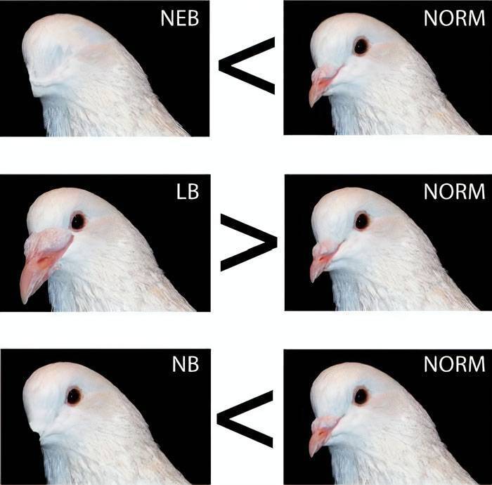 Как отличить голубя от голубки внешне: научные и народные способы