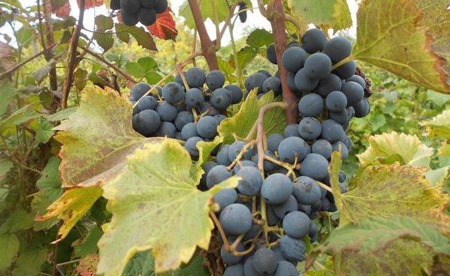Виноград молдова полезные свойства, описание и характеристика сорта
