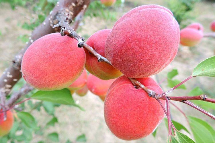 ✅ об абрикосе медовый: описание и характеристики сорта, посадка, уход, выращивание