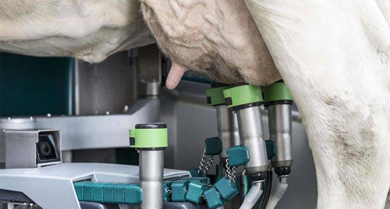 Преимущества станка для доения козы, пошаговый процесс изготовления
