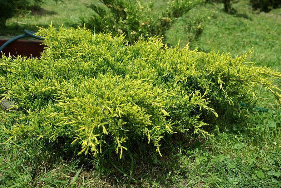 Можжевельник средний (китайский) пфитцериана компакта (juniperus media (chinensis) pfitzeriana compacta) - описание и фото растения