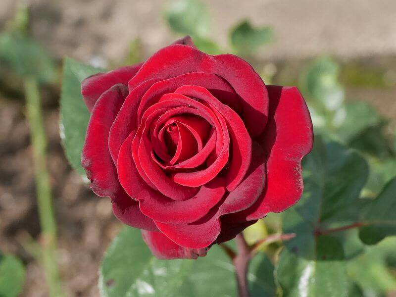 Чайно-гибридная роза мадонна (schwarze madonna): описание сорта, посадка и уход