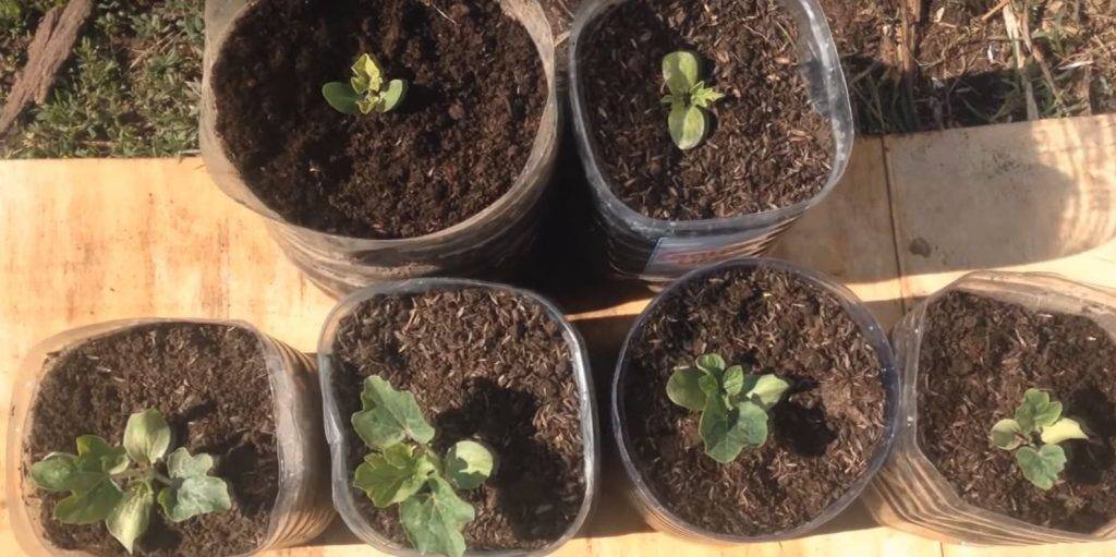 Сажаем арбузы правильно: сроки посадки семенами на рассаду и в грунт