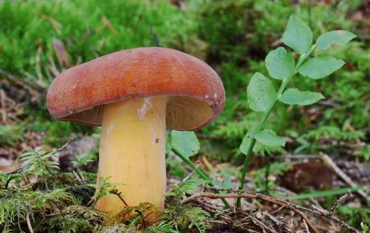 ✅ грибы подорешники фото и описание как готовить - питомник46.рф
