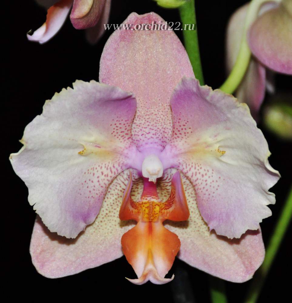Орхидея легато: фото и описание сорта, особенности цветения, посадки, размножения и другие правила ухода в домашних условиях