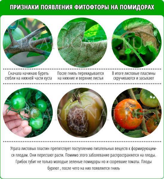 Вредители томатов в теплице описание с фотографиями и способы