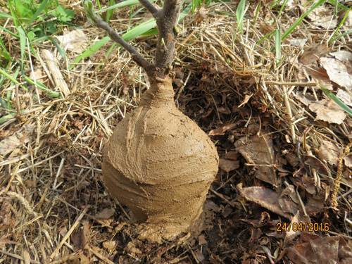 Глиняная болтушка для корней. готовим глиняную болтушку для саженцев | сад и огород