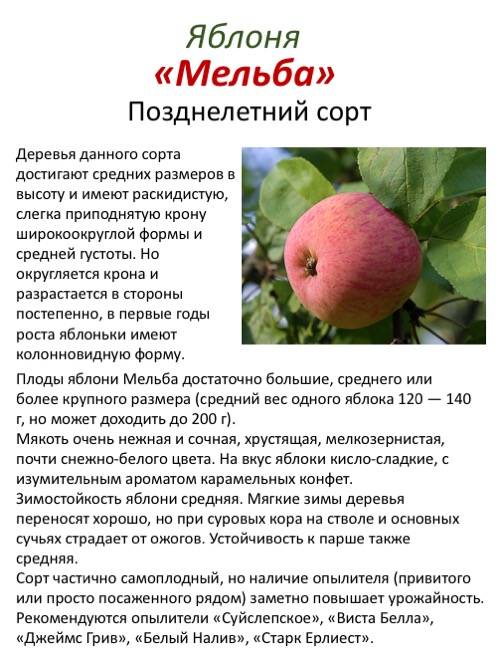 Характеристика уральского сорта яблони краса свердловска