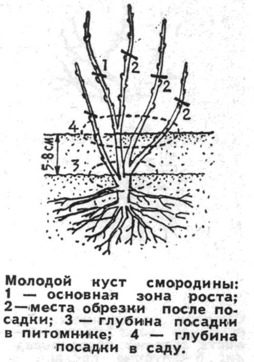 Красная смородина: посадка и уход в открытом грунте, как правильно посадить весной саженцами, осенью