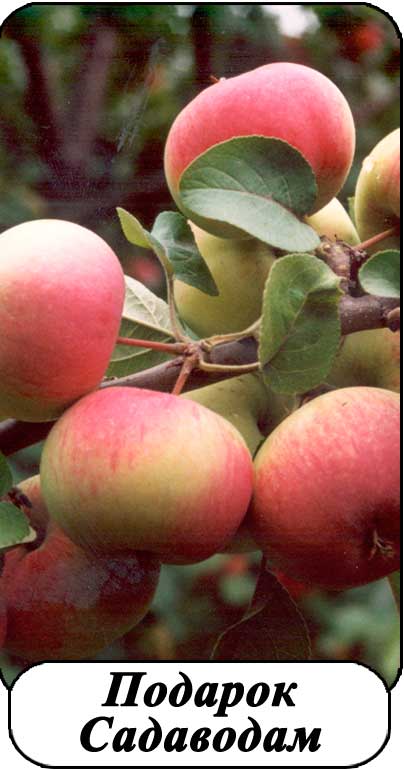 Яблоня подарок садоводам: описание, уход и урожайность