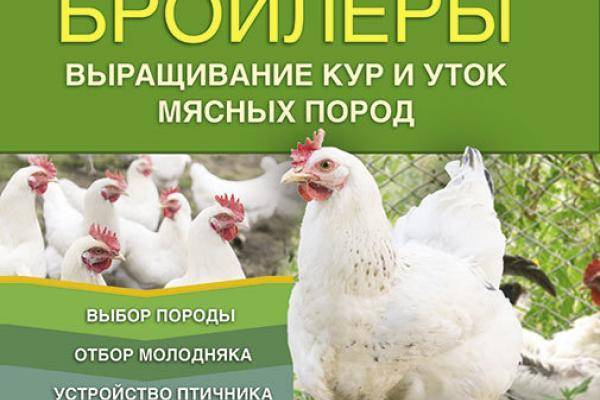 Бройлерные утки: описание пород с фото, разведение