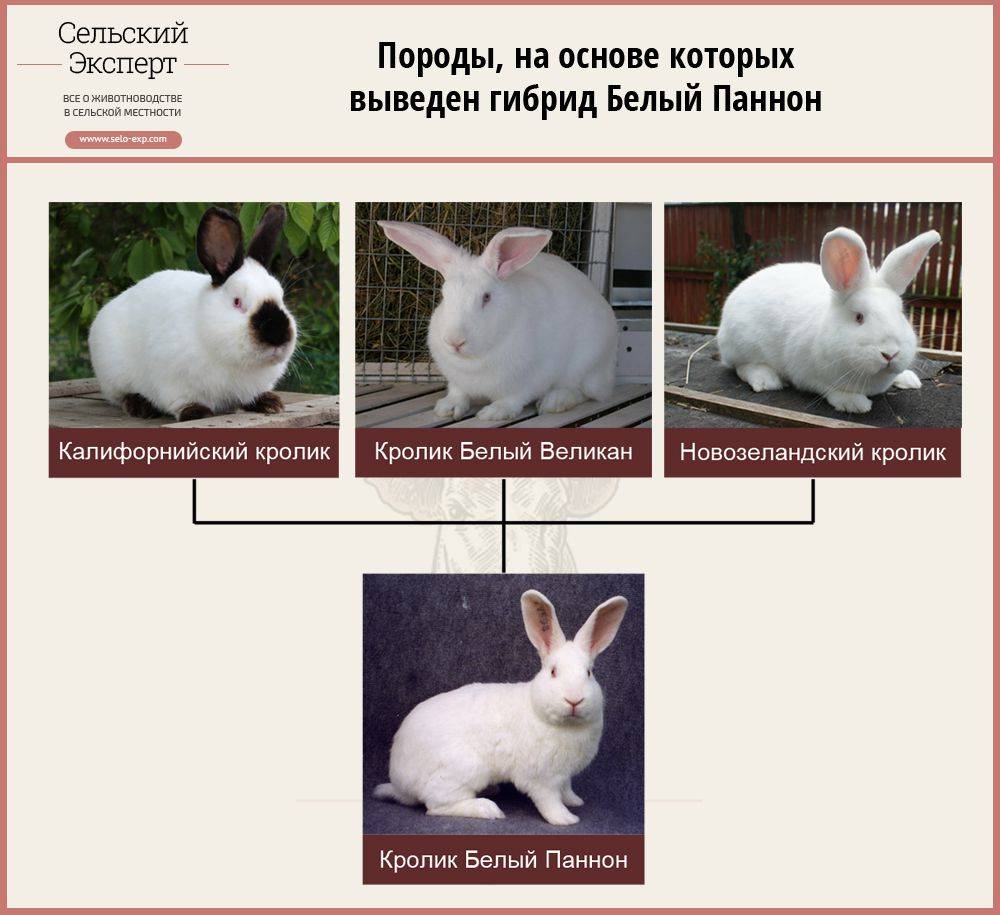ᐉ белый паннон - описание кролика, особенности содержания и разведения - zooon.ru