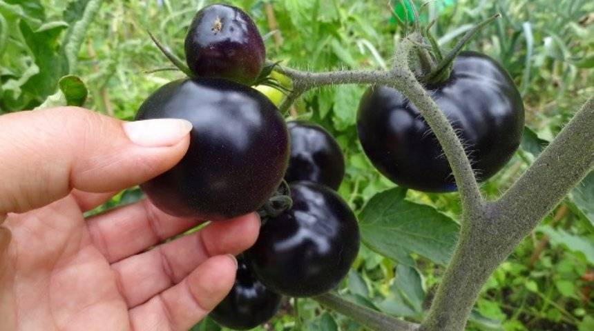 Томаты «черная гроздь» — экзотические гибриды с необычным вкусом