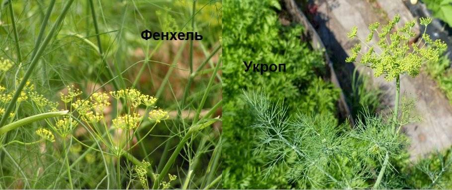 Фенхель и укроп это одно и тоже