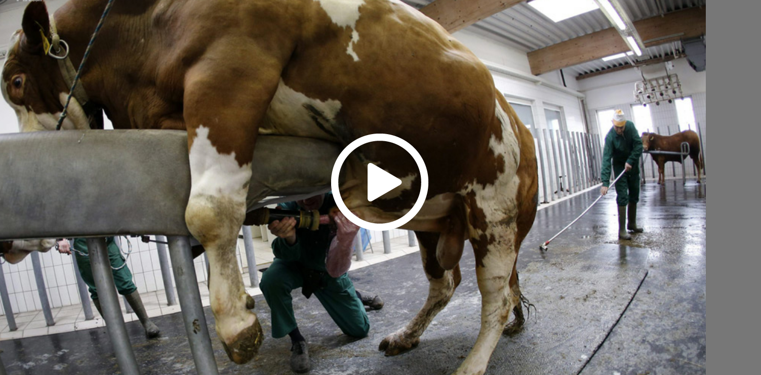 видео как бык трахает корову фото 78