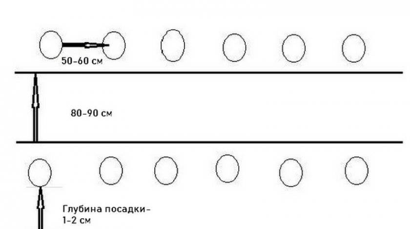 Огурец артист схема посадки