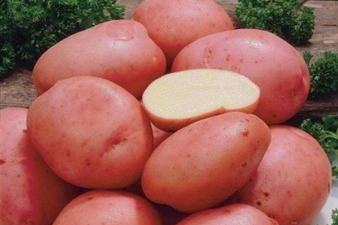 Самые ранние сорта картофеля: 15 лучших, их описания, характеристики и фото
