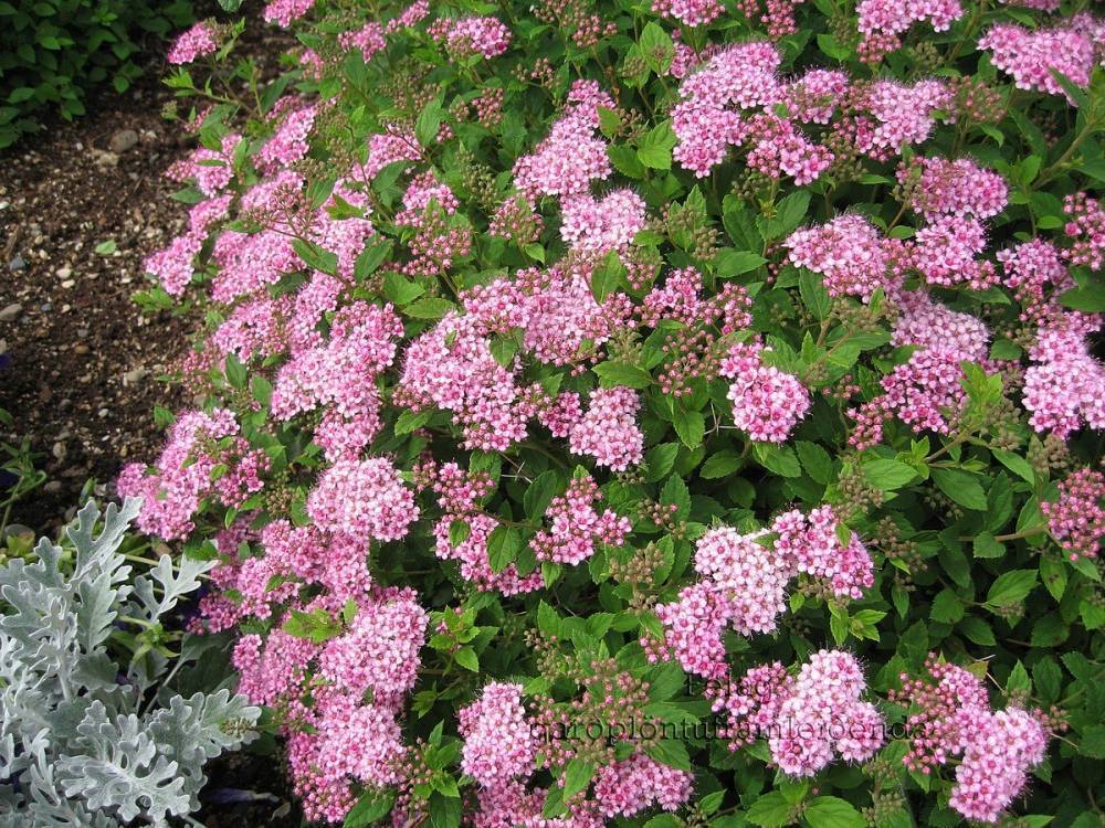 Японские спиреи (spiraea japonica): голден принцесс, литл принцесс, голдфлейм
