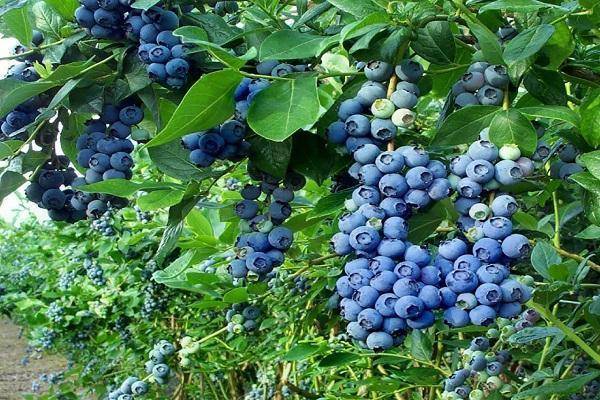 Правила посадки и ухода за голубикой в подмосковье, лучшие сорта