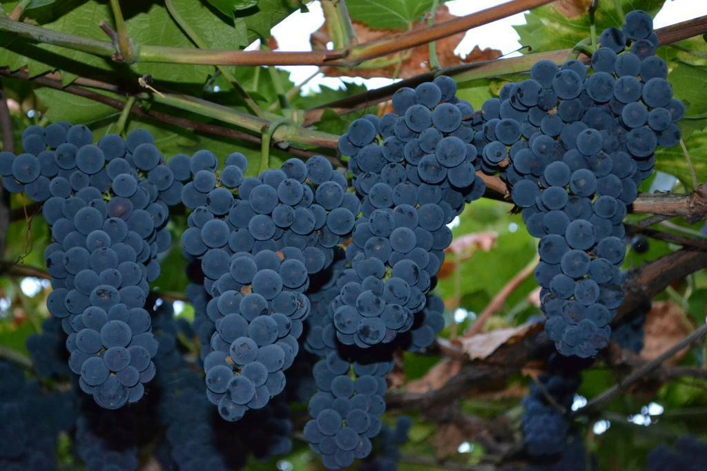 Синие сорта винограда: фото и описание сортов
