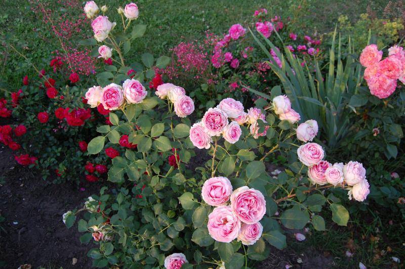 Роза латинская леди фото и описание