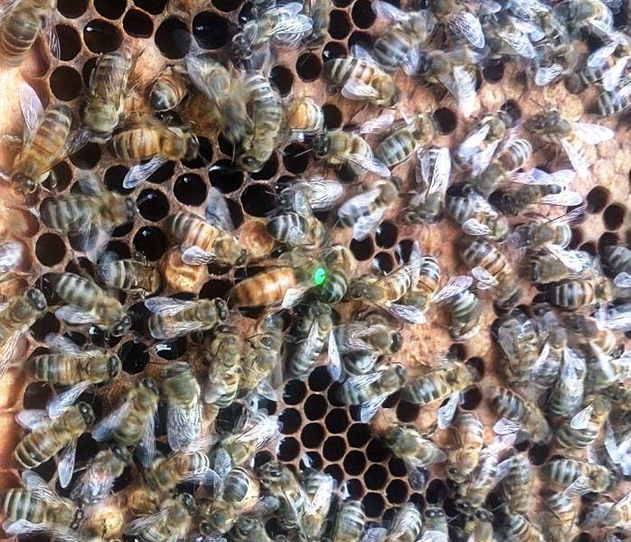 Способы и особенности объединения пчелиных семей