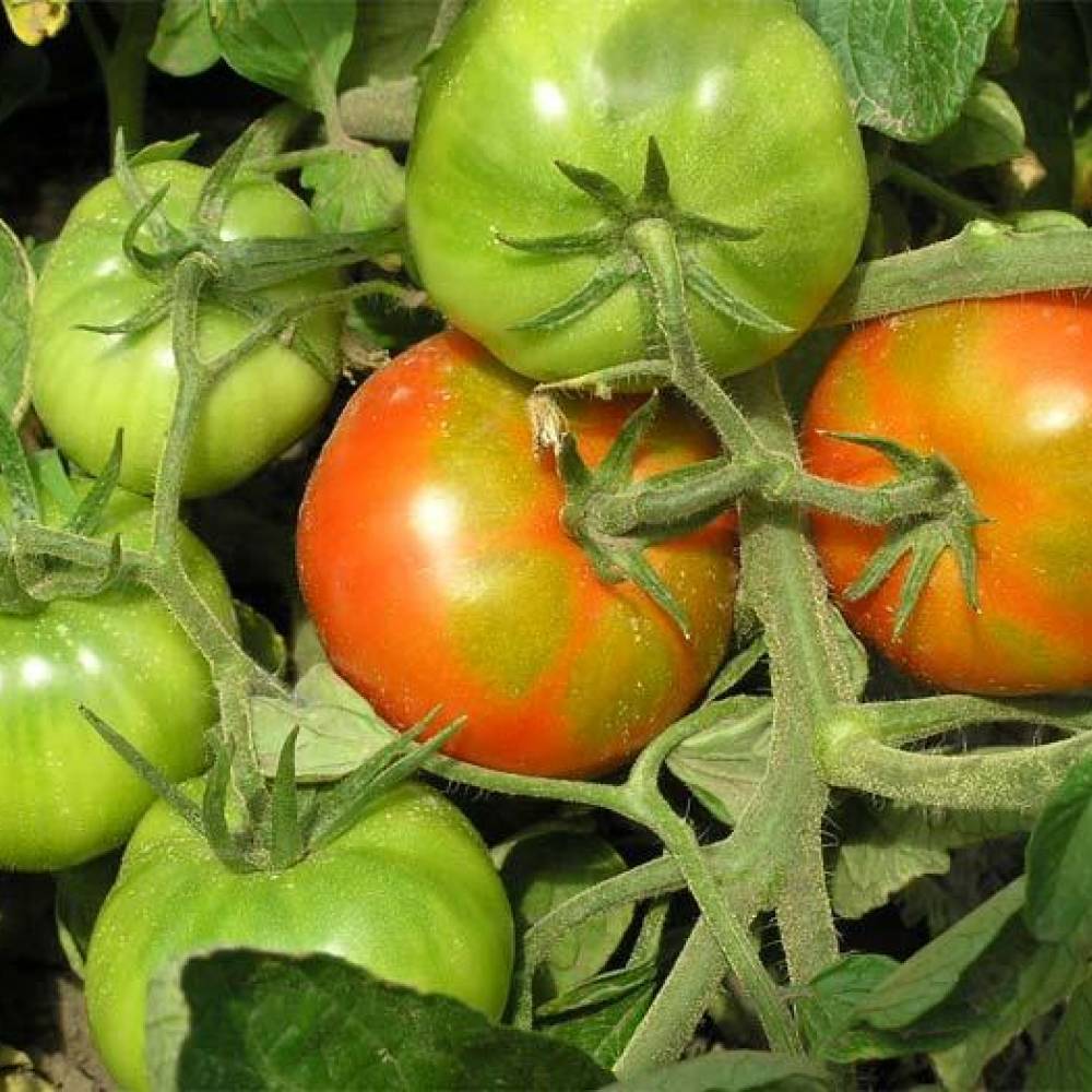 Как ускорить созревание помидоров в открытом грунте