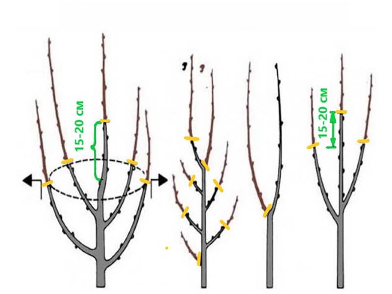 Схема обрезки черешни