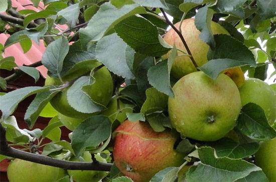 Описание сорта яблони орловим