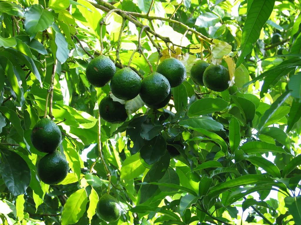 Как вырастить авокадо на даче и возможно ли это