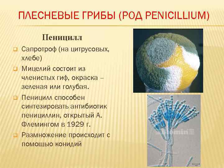 Какое значение гриба пеницилла в жизни человека