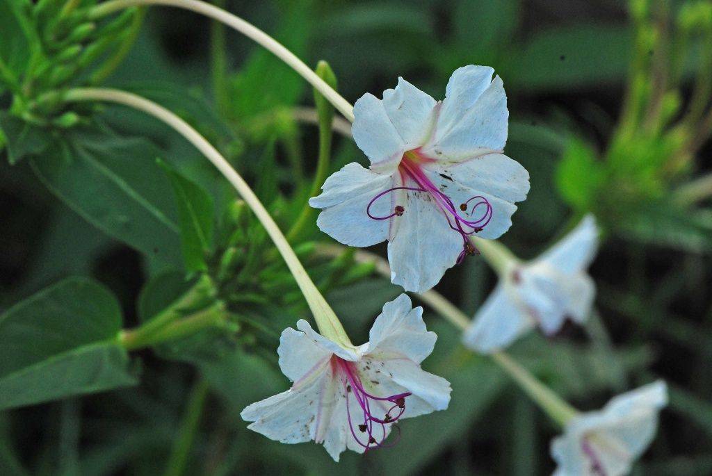 Ночная красавица - цветок: фото, посадка и уход, болезни