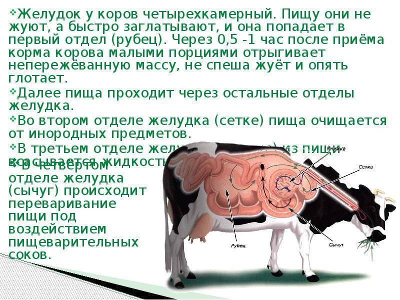 Рубец у коровы: причины заболеваний и методы лечения ао "витасоль"