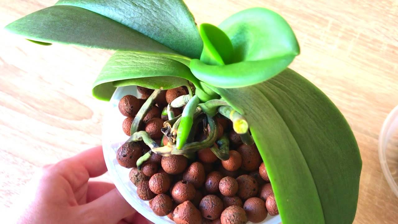 Орхидея фаленопсис: как реанимировать цветок, если погибли корни