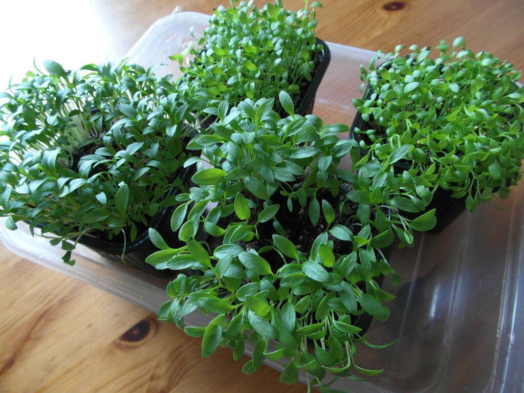 Кресс-салат: выращивание на подоконнике