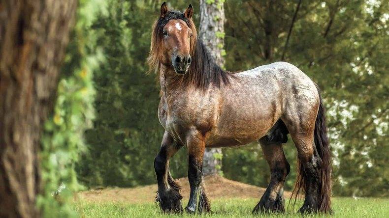 Описание лошадей арденской породы