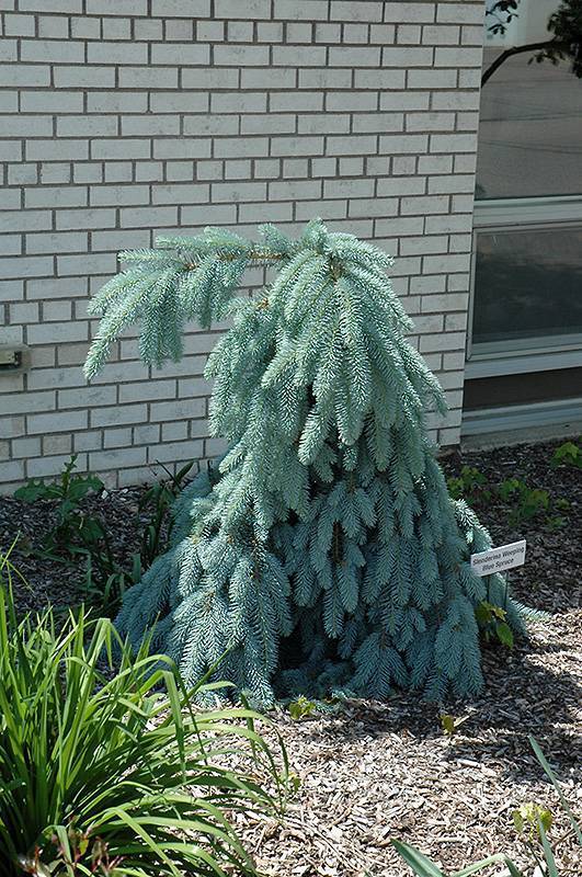 Picea glauca pendula фото