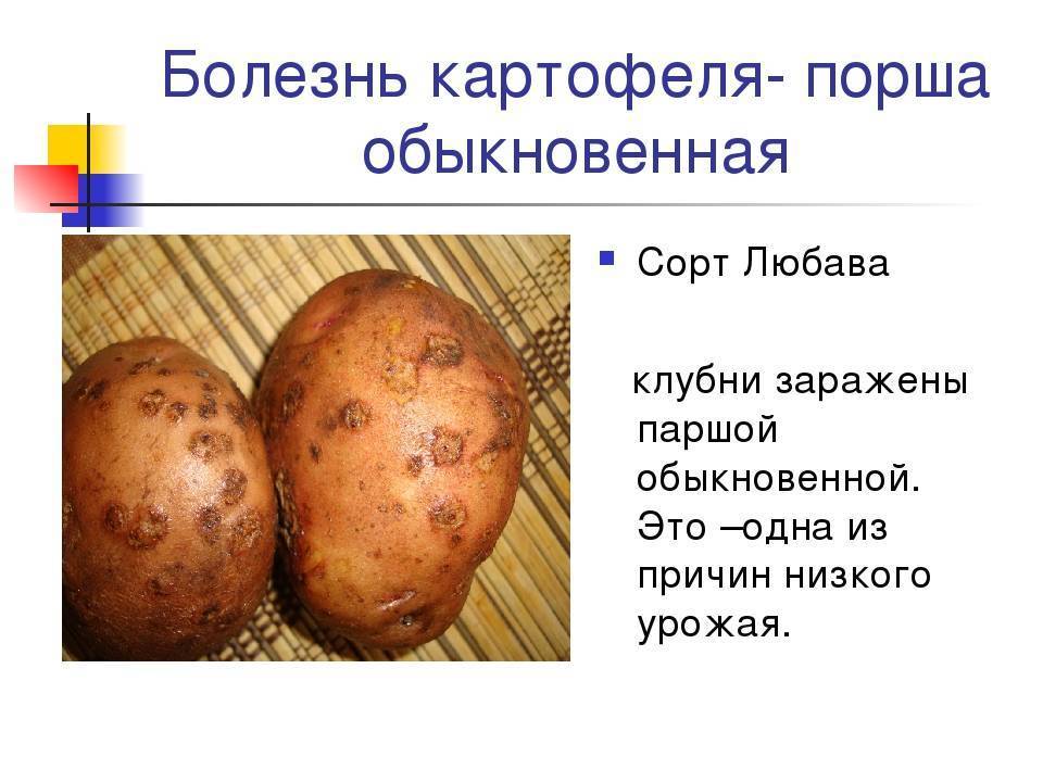 Болезни картофеля - описание, борьба и лечение