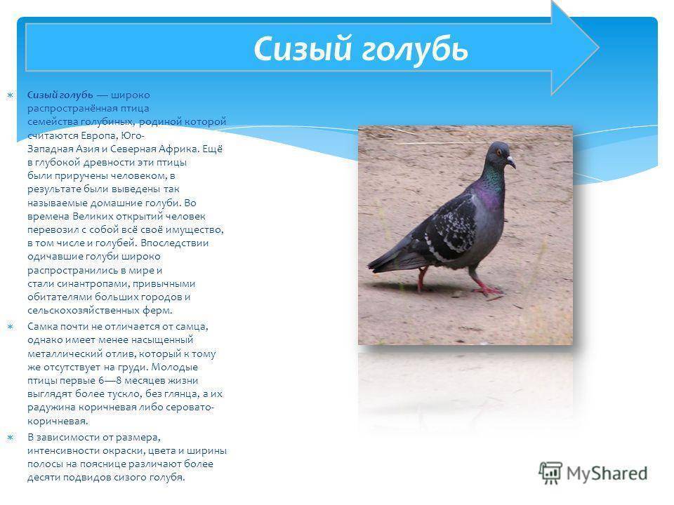 Сизый голубь: описание и виды, чем питается и сколько весит, какой образ жизни и размножение