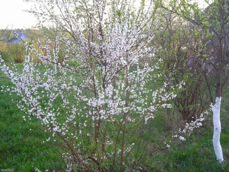 Войлочная вишня: разнообразие сортов и особенности выращивания