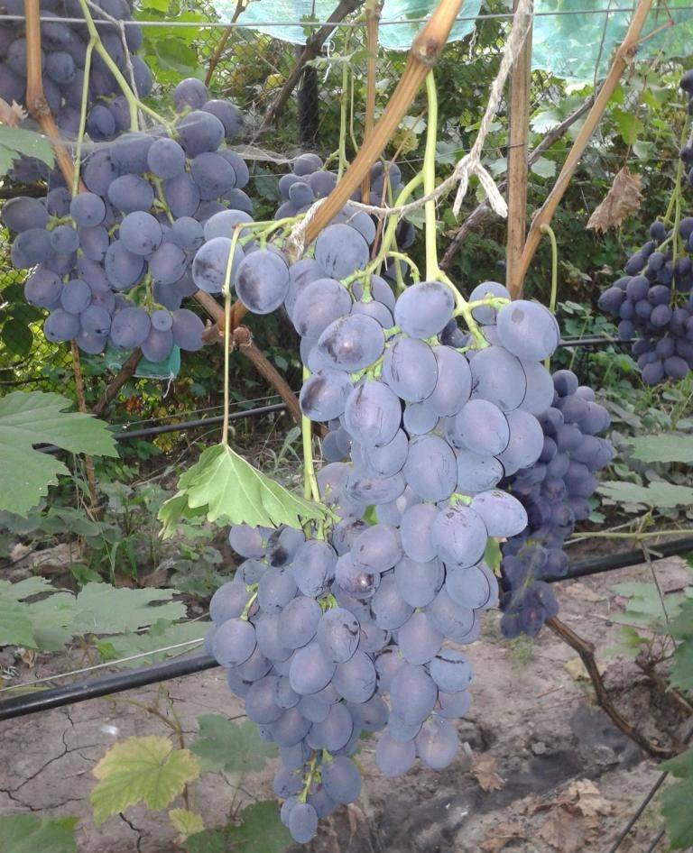 Виноград атаман - сорта винограда, столовые | описание, советы, отзывы, фото и видео