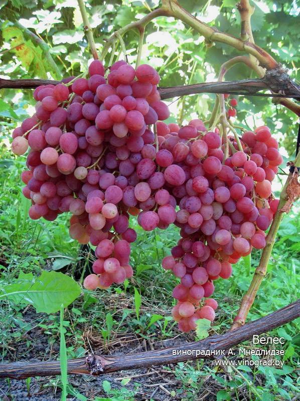 Описание сорта винограда велес с фотографиями