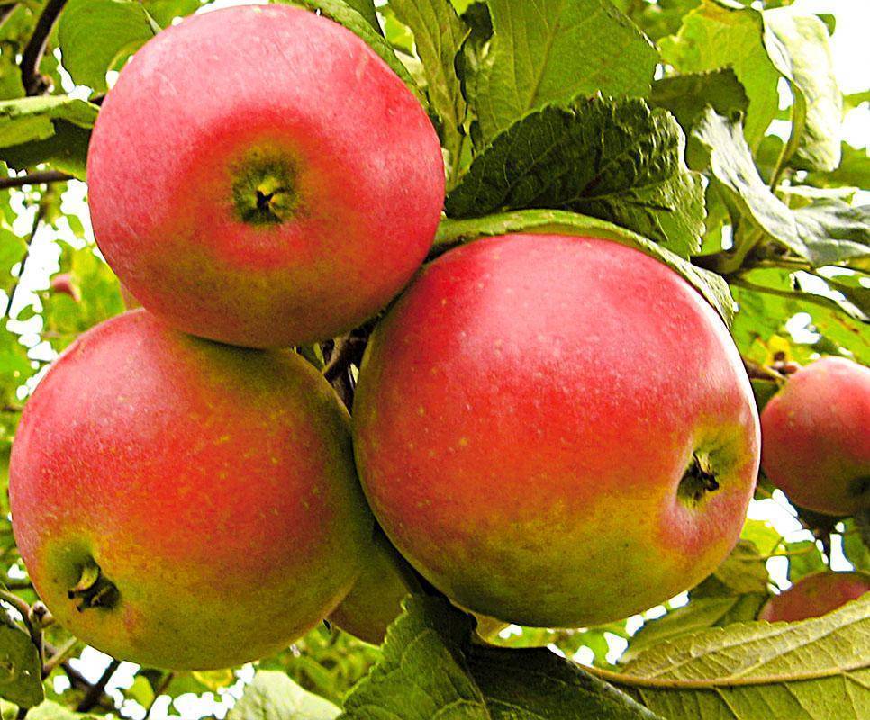 Сорт яблони краса свердловска: фото, отзывы, описание, характеристики.