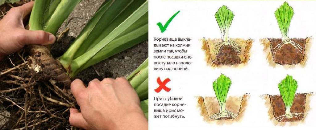 Как и когда сажать ирисы? выращивание ирисов :: syl.ru