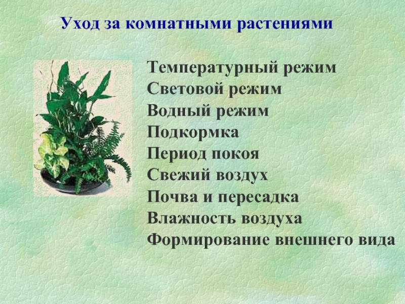 Уход за комнатными растениями — общие правила и принципы