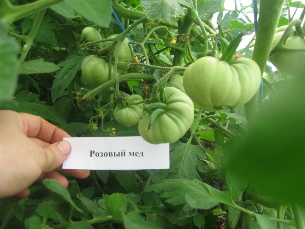 Томат розовый мед - отзывы о сорте, описание, фото