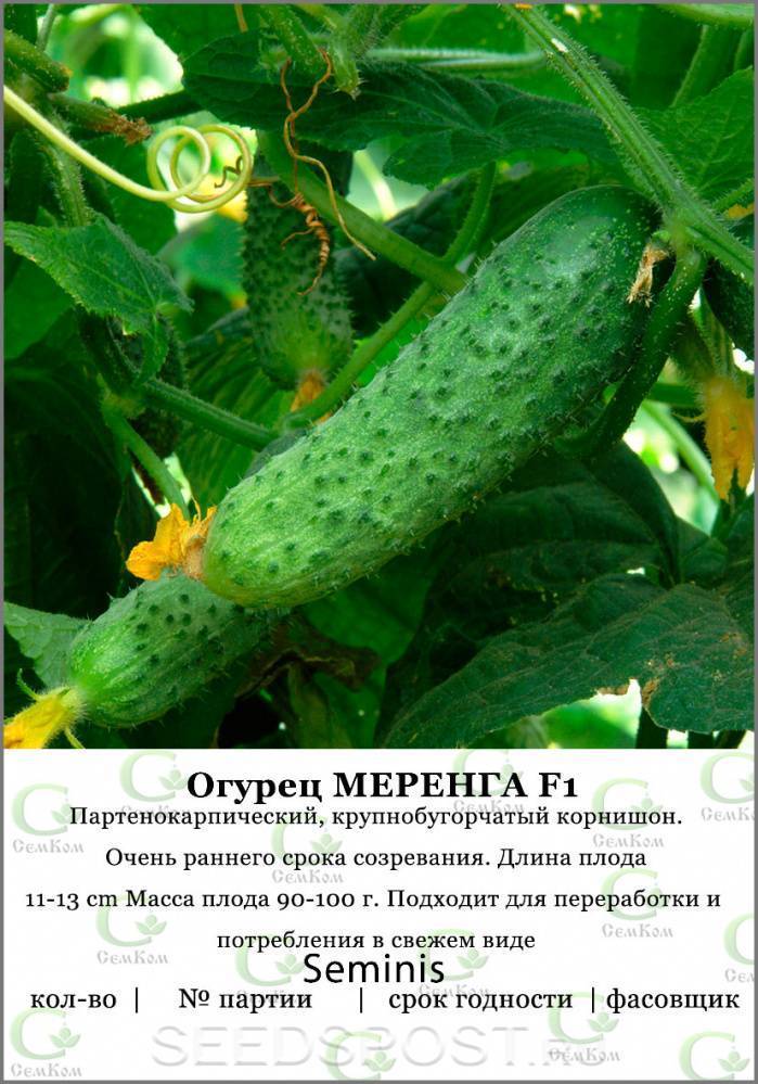 Огурцы меренга f1: отзывы, фото, описание, выращивание, посадка и уход, подкормка, вкусовые качества, рассада